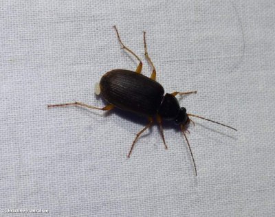 Ground Beetles of Larose Forest (Family:  Carabidae)