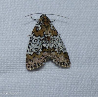 Owl-eyed bird-dropping moth  (<em>Cerma cora</em>), #9061