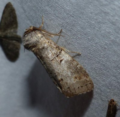 Linden prominent moth (<em>Ellida caniplaga</em>), #7930