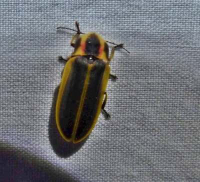 Firefly (<em>Pyractomena borealis</em>)