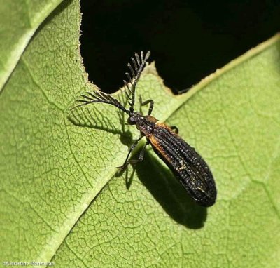 Net-winged beetle (Leptoceletes basalis), male