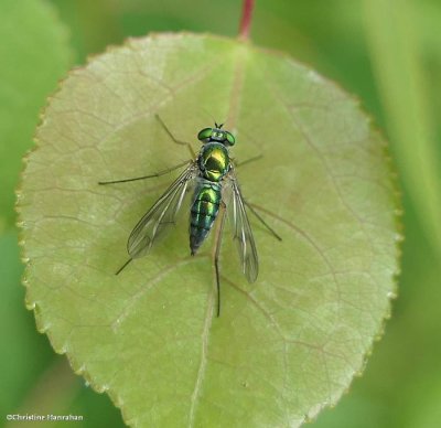 Long-legged Flies (Family: Dolichopodidae)