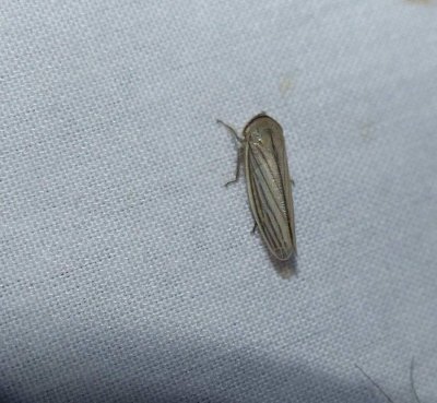 Silver leafhopper (Athysanus argentarius)