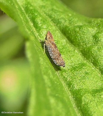 Leafhopper (Scaphytopius)