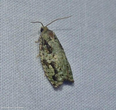 Maple bud borer moth  (<em>Proteoteras moffatiana</em>), #3235