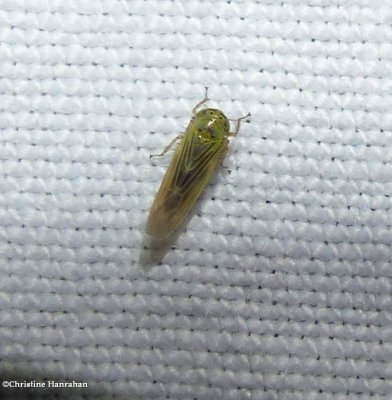 Leafhopper (Macrosteles)