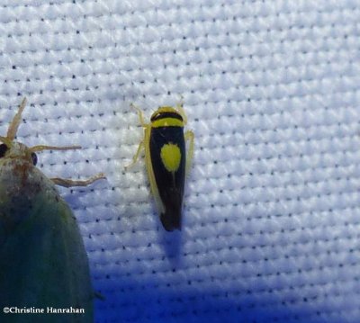 Saddled leafhopper  (Colladonus)