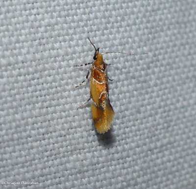 Orange-headed epicallima moth  (<em>Epicallima argenticinctella</em>), #1046