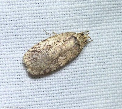 Twirler moth (Depressariinae)