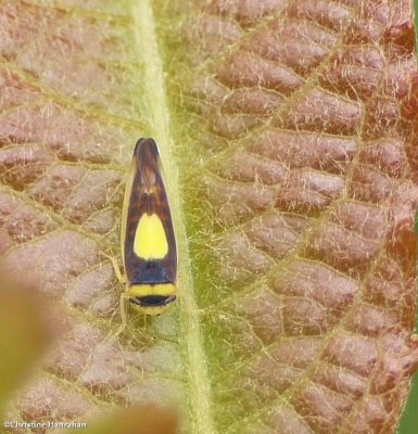 Saddled leafhopper (Colladonus)