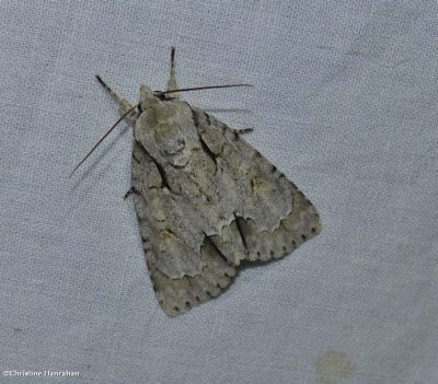 Ochre dagger moth (<em>Acronicta morula</em>), #9236