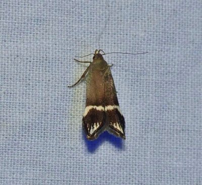 Twirler moth (<em>Anacampsis tristrigella</em>), #2251