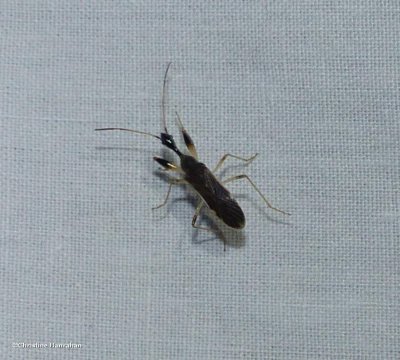Long-necked seed bug (<em>Myodocha</em>)