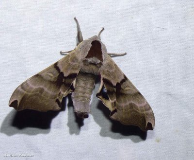 Twin-spotted sphinx   (<em>Smerinthus jamaicensis</em>,   #7821