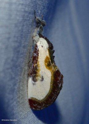 Beautiful wood-nymph moth (<em>Eudryas grata</em>), #9301