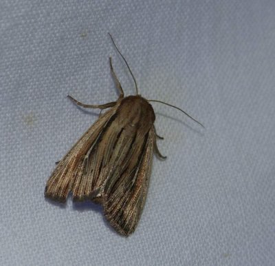 Two-lined wainscot (<em>Leucania commoides</em>), #10447