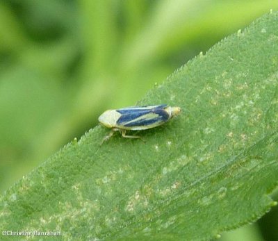 Leafhopper (Sorhoanus orientalis)