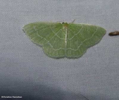g10/50/883250/3/167933043.6pXtZRor.jpg