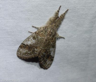 Yellow-based tussock moth  (<em>Dasychira basiflava</em>), #8296