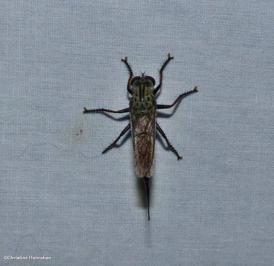 Robber fly (Efferia sp.)