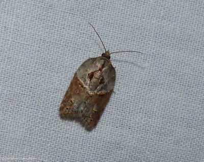 Robinsons acleris moth (<em>Acleris robinsoniana</em>), #3536