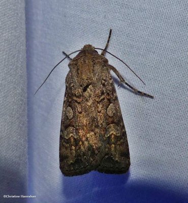 Reaper dart moth (<em>Euxoa messoria</em>), #10705