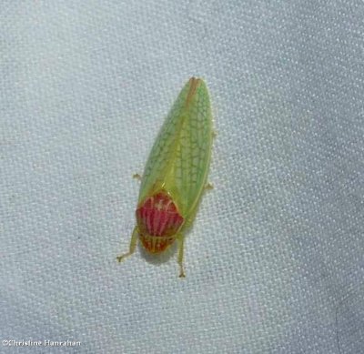 Eight lined Leafhopper (Gyponana octolineata)