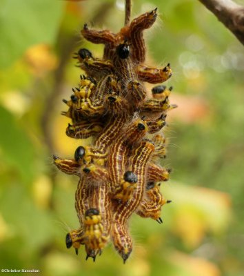 Datana moth caterpillars (Datana)
