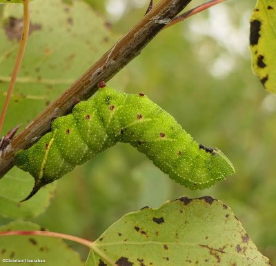 Blinded sphinx moth caterpillar  (Paonias excaecata), #7824