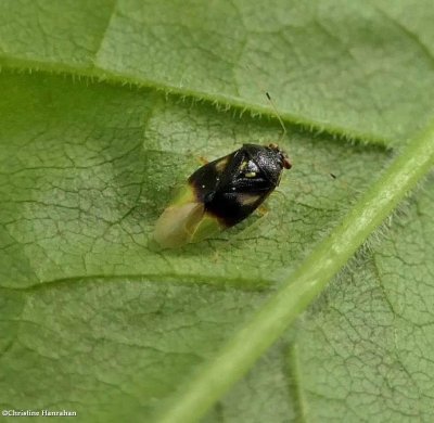 Plant bug (<em>Tropidosteptes</em>  sp.)