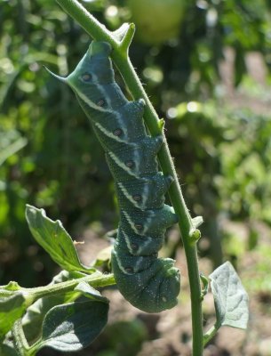 Tomato hornworm moth caterpillar   (Manduca quinquemaculatus)  #7776