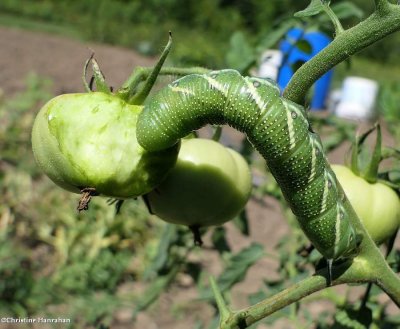 Tomato hornworm moth caterpillar (Manduca quinquemaculatus) #7776