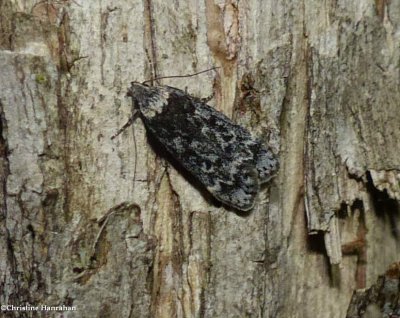 Pale-headed aspen leafroller moth  (<em>Anacampsis niveopulvella</em>), #2243