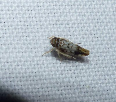 Leafhopper (<em>Scaphoideus</em>  sp.)