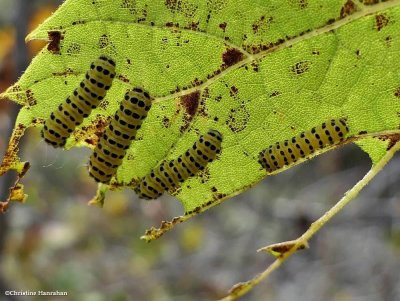 Grapeleaf skeletonizer moth caterpillars (Harrisina americana), #4624