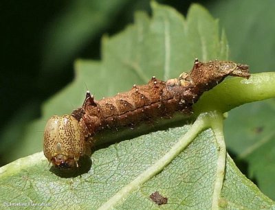 Black-blotched schizura moth caterpillar (Schizura leptinoides),   #8011