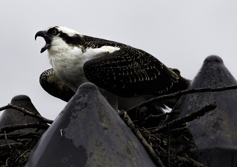 Osprey, Mount Vernon