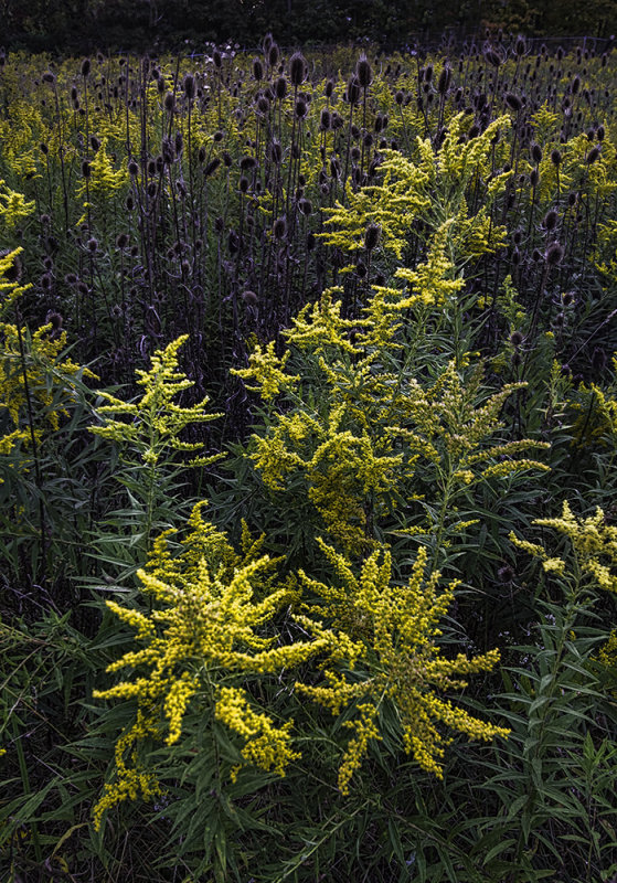 Goldenrod and Teasels, Crowell Hilaka