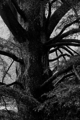 Tree, Mount Vernon