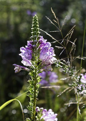 Swamp Flower, Crowell Hilaka