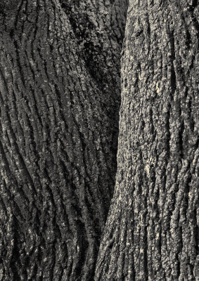 Wood study #2