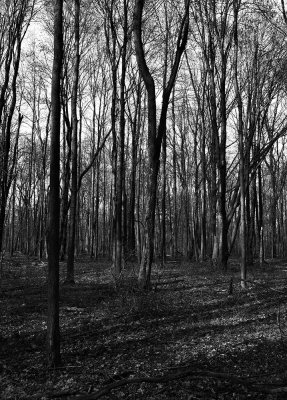 Trees Near Fence, 5/6/2018