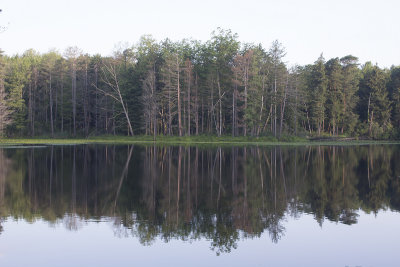 Trees, Lower Lake (original)