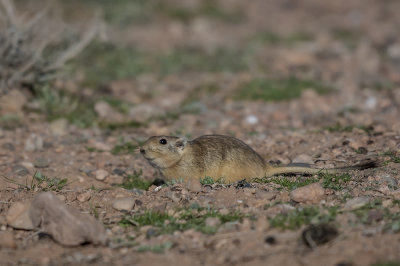 Fat Sand Rat 