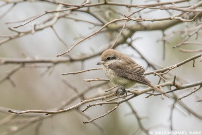 Brown Shrike - Bruine Klauwier