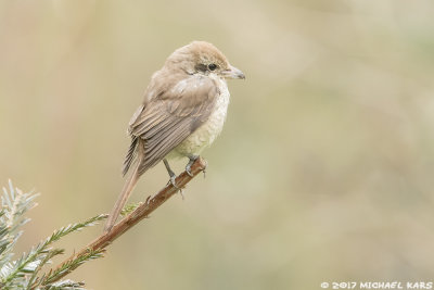 Brown Shrike - Bruine Klauwier