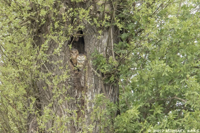 Barnowl - Kerkuil