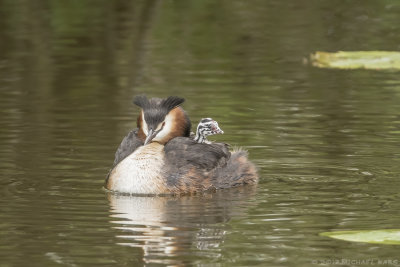 Great Crested Crebe - Fuut