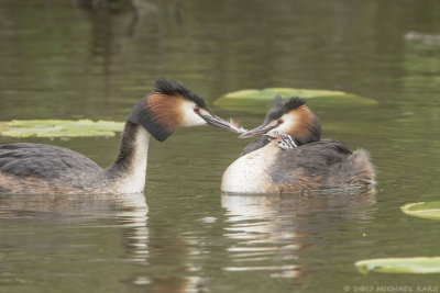 Great Crested Crebe - Fuut
