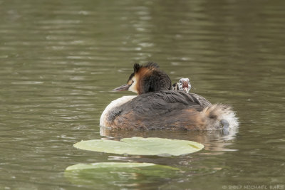 Great Crested Crebe - Fuut
